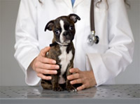 Vet holding puppy.